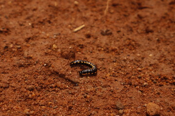 Black Millipede on Brown Soil – Macro Nature Wildlife Photography