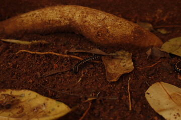 Black Millipede on Brown Soil &ndash; Macro Nature Wildlife Photography