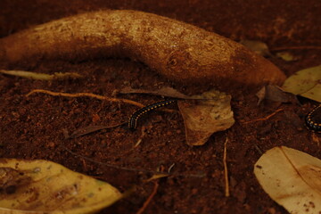 Black Millipede on Brown Soil &ndash; Macro Nature Wildlife Photography