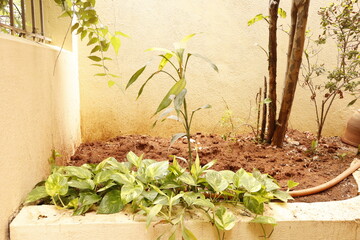 Home Garden Corner with Green Plants and Soil &ndash; Outdoor Natural Space