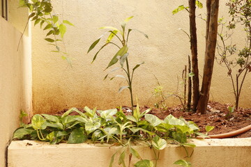 Home Garden Corner with Green Plants and Soil &ndash; Outdoor Natural Space