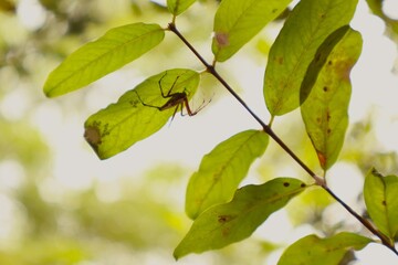 Spider Hiding Under Leaf – Nature Macro Shot with Green Background