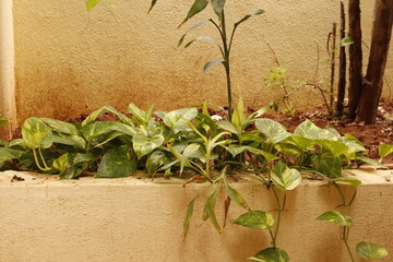 Home Garden Corner with Green Plants and Soil &ndash; Outdoor Natural Space