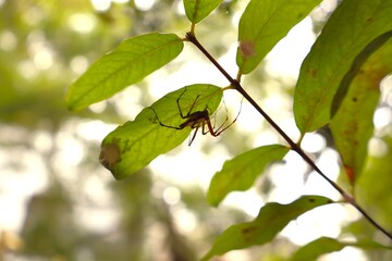 Spider Hiding Under Leaf &ndash; Nature Macro Shot with Green Background