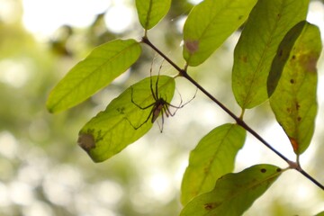 Spider Hiding Under Leaf – Nature Macro Shot with Green Background