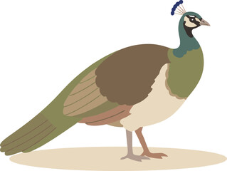 Simple Flat Illustration of a Standing Green Peafowl Bird Animal
