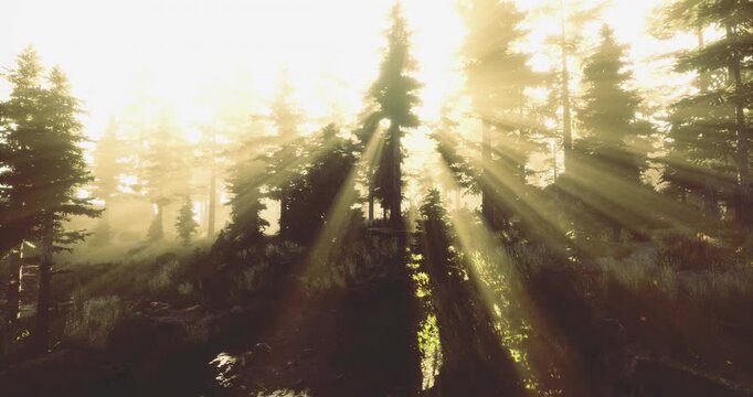 Rays of sunlight filter through tall trees, illuminating the tranquil forest. The scene captures the beauty of nature in a peaceful, almost magical atmosphere at sunset.