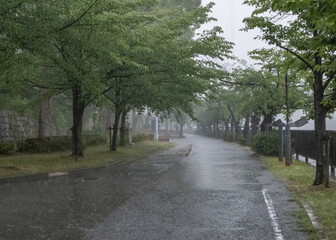 雨に煙る木々の並木道