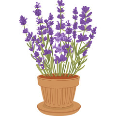 Purple Lavender Plant in Terracotta Pot with Green Stems and Leaves Isolated on Transparent Background
