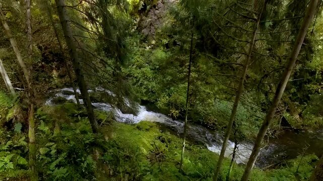 ruhiger malerischer Wildwasserbach der sanft durch dichte gr&uuml;ne Vegetation flie&szlig;t, umgeben von hohen B&auml;umen und &uuml;ppigem Gr&uuml;n vermittelt ein Gef&uuml;hl von Frieden in idyllischer Atmosph&auml;re, Schwarzwald