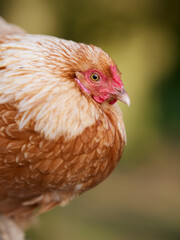 A close-up of a beautiful reddish-brown chicken with a vibrant red comb and wattle, gazing curiously to the right. Soft, blurred natural background.