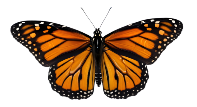 Monarch butterfly with orange and black wings isolated on transparent background