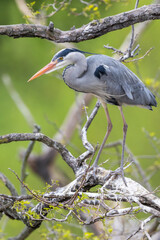 Grey heron perching on a tree branch in Prague