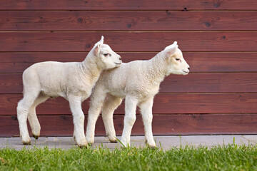 Two adorable white lambs stand closely together, one nuzzling the other, against a rustic wooden background. A heartwarming scene of young farm animals in nature.