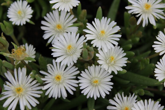 Delosperma 'White Pearl', Mittasblume mit wei&szlig;en Bl&uuml;ten