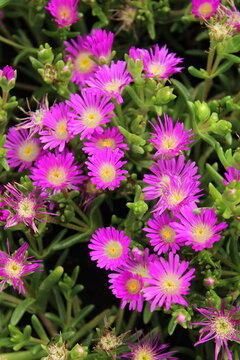Delosperma 'Wheels of Wonder Violet Wonder', Mittagsblume mit lila Bl&uuml;ten
