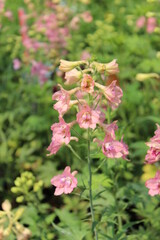 Obraz premium Delphinium ruysii 'Pink Sensation', Rittersporn mit rosa Blüten
