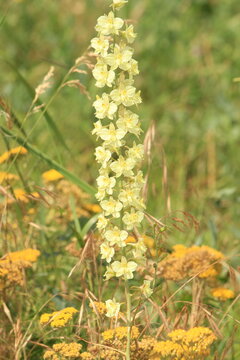 Delphinium semibarbatum, Ritterspon mit gelben Bl&uuml;ten
