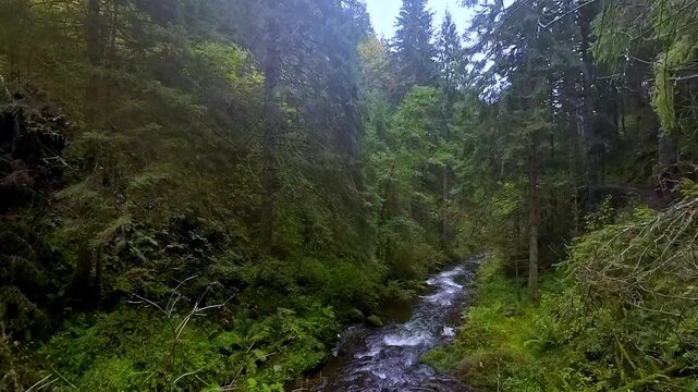 ruhiger malerischer Wildwasserbach der sanft durch dichte gr&uuml;ne Vegetation flie&szlig;t, umgeben von hohen B&auml;umen und &uuml;ppigem Gr&uuml;n vermittelt ein Gef&uuml;hl von Frieden in idyllischer Atmosph&auml;re, Schwarzwald