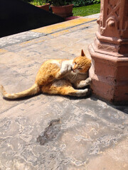 Ginger cat resting near an old column in summer. Moment of calmness, warmth, and coexistence...
