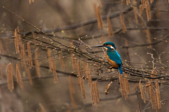  zimorodek (Alcedo atthis)
