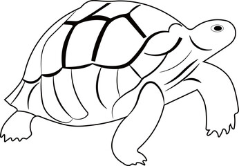Turtle Outline Vector Illustration