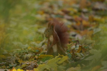 Wiewiórka pospolita (Sciurus vulgaris)