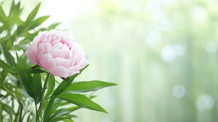 Pink peony flower blooms in the foreground, while bamboo leaves decorate the background in green nature environment and copy space.