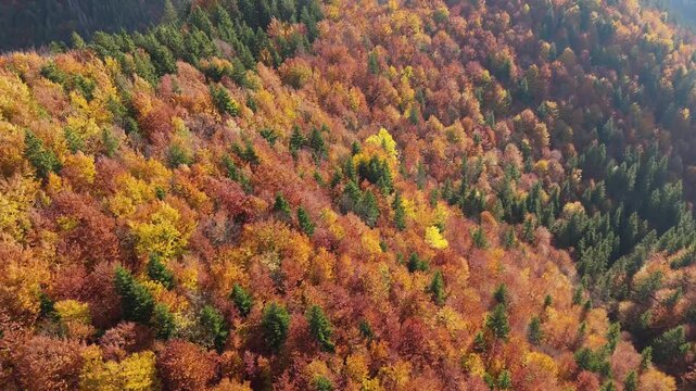 Aerial top view above colorful autumn forest and mountain valey