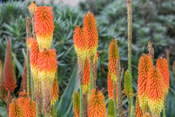 Kniphofia uvaria is a species of flowering plant in the family Asphodelaceae, commonly known as tritomea, torch lily, or red hot poker.