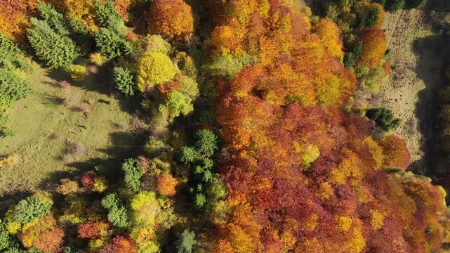 Aerial top view above colorful autumn forest and mountain valey