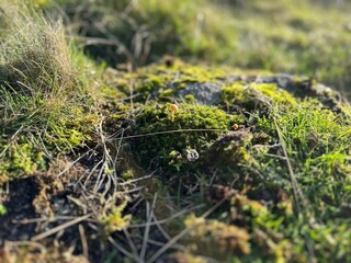Tiny mushroom growing in moss on the grass