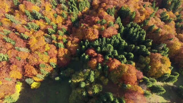 Aerial top view above colorful autumn forest and mountain valey