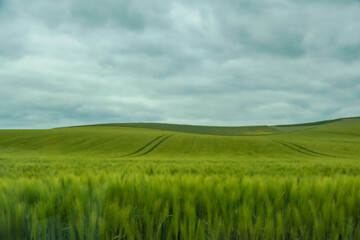 Fototapeta premium rural landscape with green field and cloudy sky