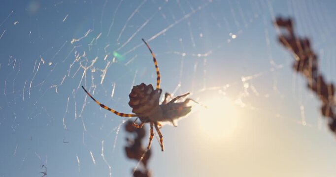 Spider in web with dew drops eating a grasshopper bug against blue sky and sunlight background
