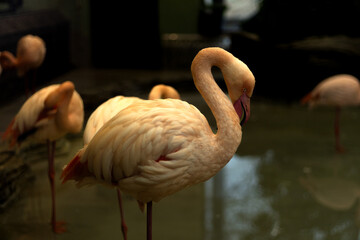 Naklejka premium Flamingo standing near water in a zoo