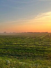 fog in the field in autumn