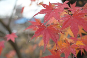 秋の彩りに染まる落ち葉のじゅうたん / Carpet of Autumn Leaves on Moss