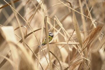sikora modraszka (Cyanistes caeruleus)