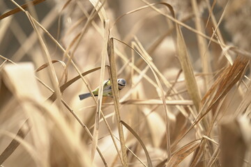 sikora modraszka (Cyanistes caeruleus)
