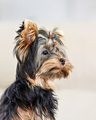 Adorable Yorkshire Terrier puppy with a small bow in its hair, looking right. This cute domestic pet is captured on a light, blurred background.