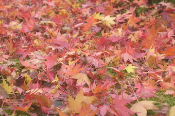 秋の彩りに染まる落ち葉のじゅうたん / Carpet of Autumn Leaves on Moss