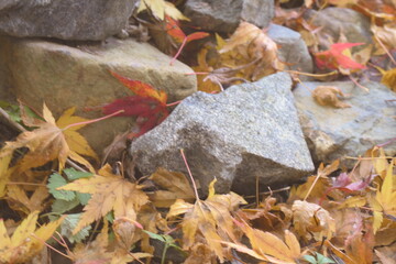 秋の彩りに染まる落ち葉のじゅうたん / Carpet of Autumn Leaves on Moss
