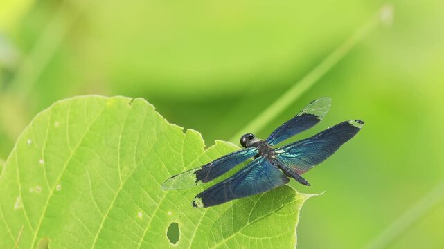 飛び立つチョウトンボ