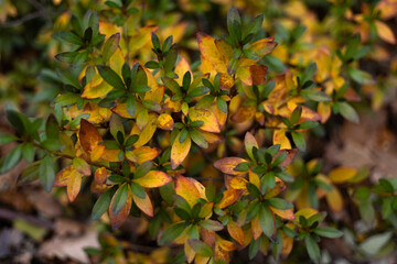 Autumn bush with green and yellow autumn leaves
