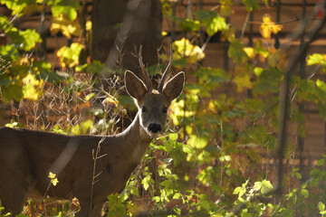 Sarna (Capreolus)  © Marcin