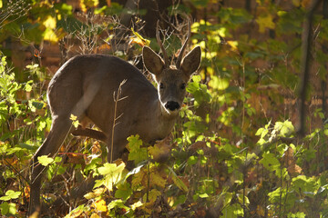 Sarna (Capreolus)  © Marcin