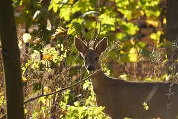 Sarna (Capreolus)  © Marcin