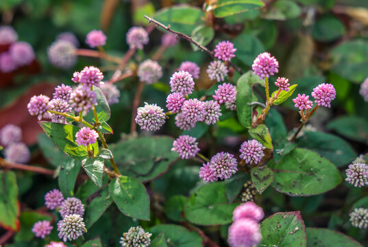Persicaria capitata, the pink-headed persicaria, pinkhead smartweed, pink knotweed, or pink bubble persicaria, is an Asian species of plants in the genus Persicaria within the Polygonaceae family.