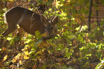 Sarna (Capreolus)  © Marcin